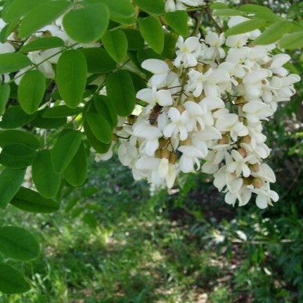 Bio-Akazienhonig von EdenBee in einem Glas mit 400 g, gewonnen aus den Blüten der piemontesischen Akazienbäume, Bio-zertifiziert, mit süßem, zarten Geschmack und flüssiger Konsistenz