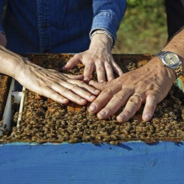 Bio-Waldhonig von EdenBee im 400 g Glas, mit dunkler Bernsteinfarbe und karamellisiertem Geschmack, gewonnen aus Honigtau, reich an Enzymen und Mineralsalzen, ideal zu Kaffee und reifem Käse.