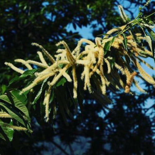 Bio-Kastanienhonig von EdenBee in einem Glas mit 400 g, gewonnen aus den Blüten der piemontesischen Kastanienbäume, Bio-zertifiziert, mit intensivem, aromatischem Geschmack und dicker Konsistenz.