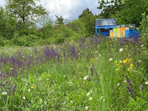 Bio-Bergblumenhonig von EdenBee im 400 g Glas, leuchtend golden und zart blumig, aus dem Nektar von Sommerblüten im Hochgebirge gewonnen. Ideale Konsistenz zum Streichen und perfektes Aroma für heiße Getränke, mit einzigartigem Geschmack dank der Blütenvielfalt.