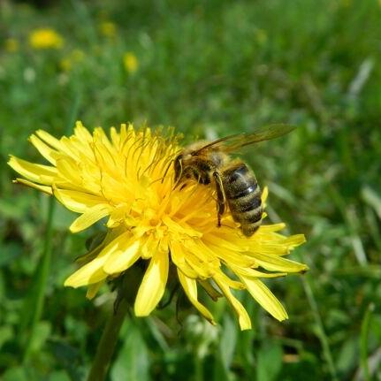 Bio-Löwenzahnhonig von EdenBee im 400 g Glas, leuchtend goldgelb und cremig, ideal zur Unterstützung der Leber und als natürliches Diuretikum, mit einem süß-würzigen Geschmack, der an Kamille erinnert.